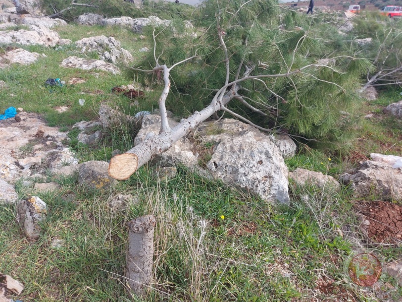 صور- الاحتلال يدمر آلاف الأشجار الحرجية والزيتون في الاغوار