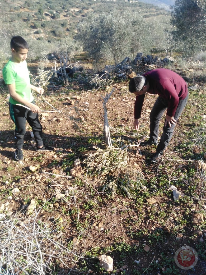 مستوطنون يكسرون ويقطعون 80 شجرة زيتون في أراضي ياسوف