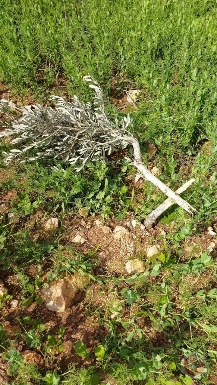 سلفيت.. مستوطنون يقتلعون 50 شجرة زيتون ويجرفون طرقا زراعية (صور)