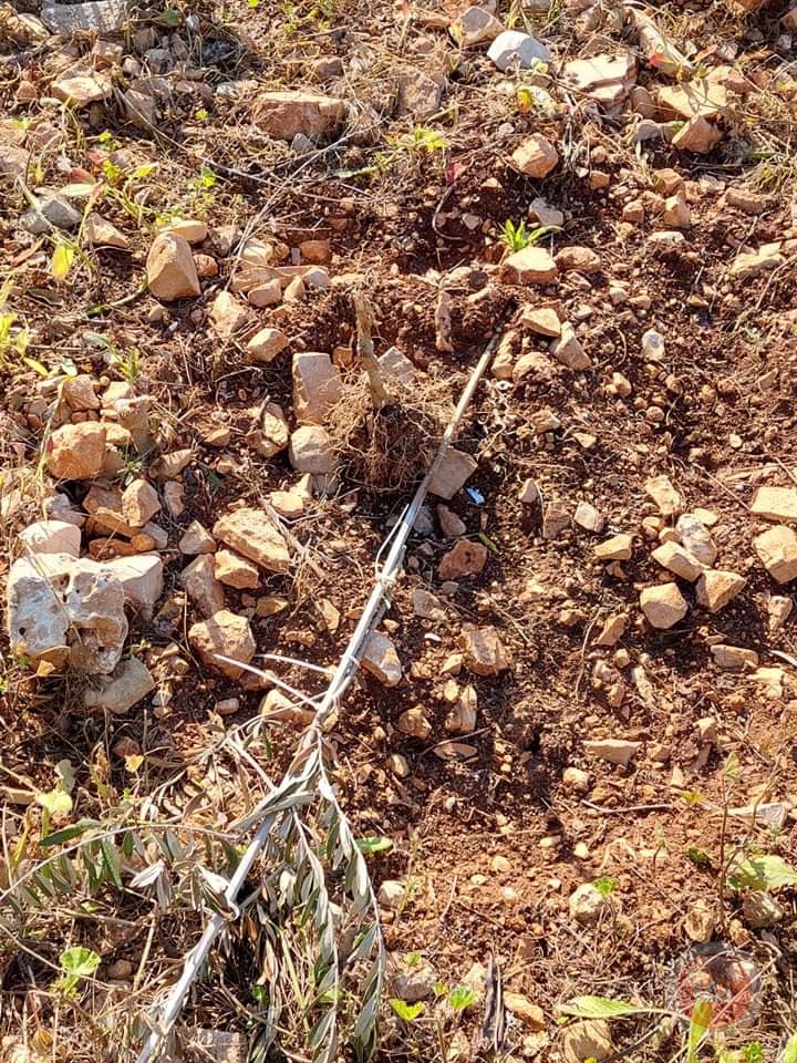 Settlers uproot 20 olive trees west of Salfit