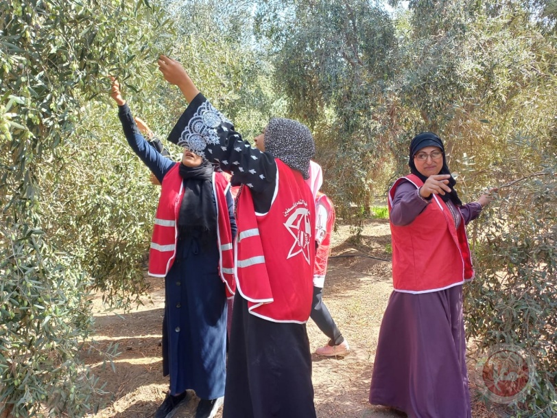 عشرات النساء يساعدن المزارعين في قطف ثمار الزيتون شمال القطاع