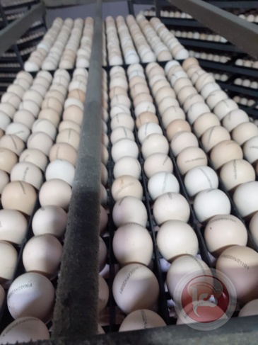 اسرائيل تستورد 100 مليون بيضة بعد انتشار انفلونزا الطيور بين الدجاج