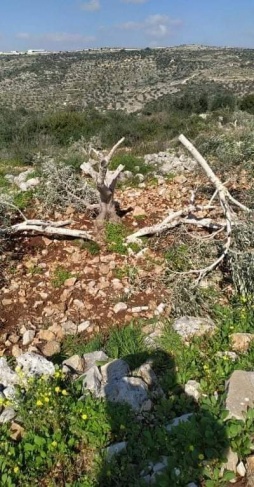The occupation bulldozes lands and uproots 95 olive trees in Al-Khader