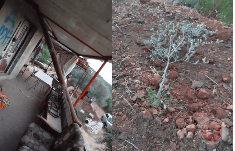 Tyre- Settlers uproot 17 olive trees west of Salfit