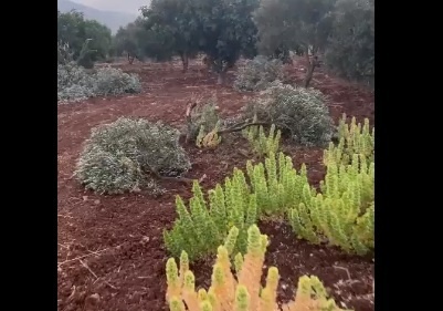 Settlers cut down 30 olive trees from Turmusaya lands