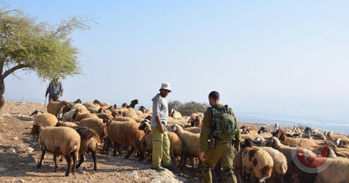 Settlers pursue shepherds in the northern Jordan Valley