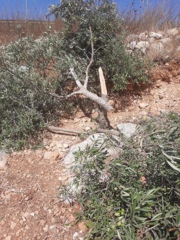 Settlers cut down olive trees west of Salfit