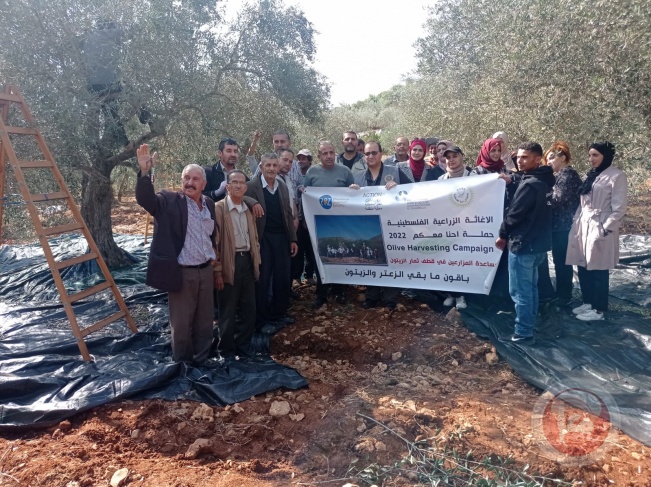 Agricultural relief helps farmers in Oued Fokine harvest olives