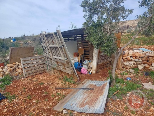 Settlers destroy an agricultural room and uproot a number of olive saplings, west of Salfit