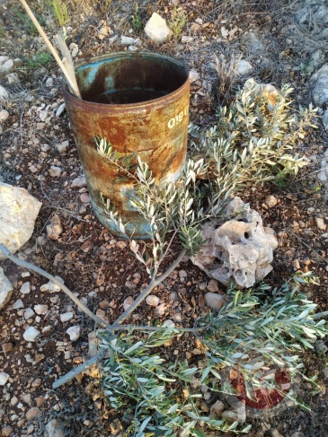 Settlers uproot and break 258 olive saplings in Kafr El Dik