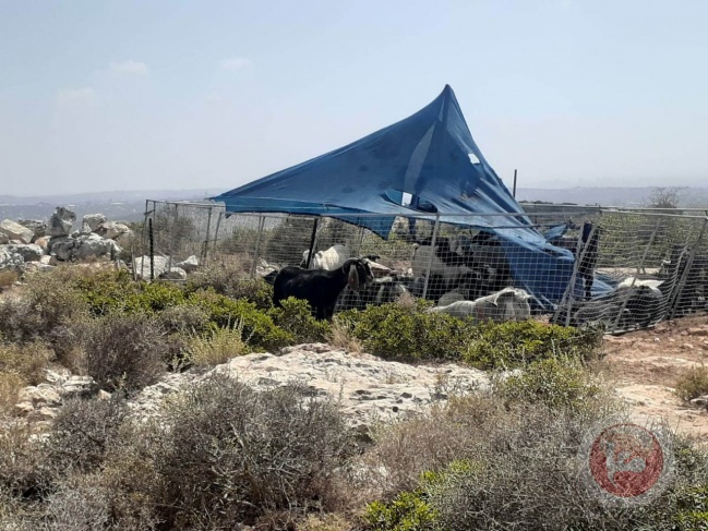 Settlers erect tents on citizens' lands, west of Salfit