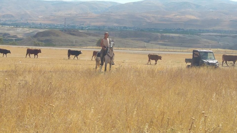 Settlers attacking citizens' property in the Jordan Valley