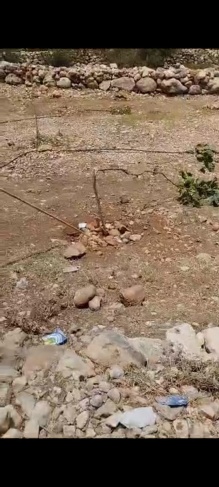 Uprooting and breaking 35 trees and destroying property in Qarawat Bani Hassan  