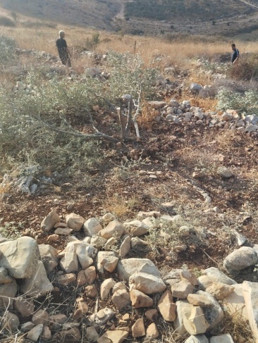 The occupation uproots 340 olive trees in Salfit