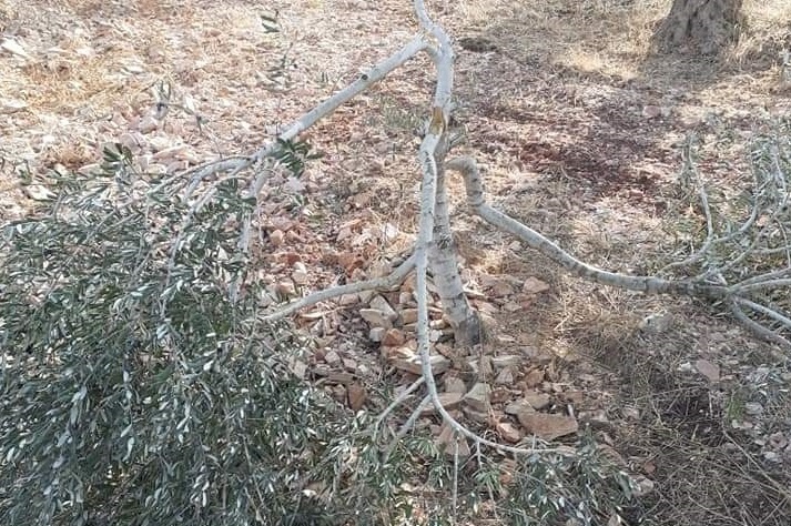 Settlers uproot 300 olive and almond trees east of Yatta