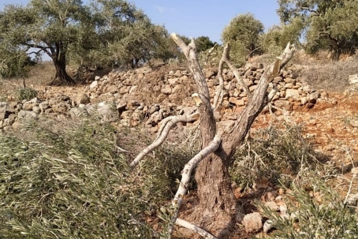 Settlers destroy hundreds of olive seedlings and agricultural crops in the town of Al-Khader