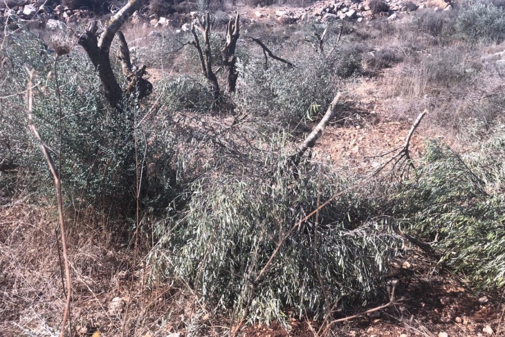 Settlers break down 155 olive trees in Deir Sharaf
